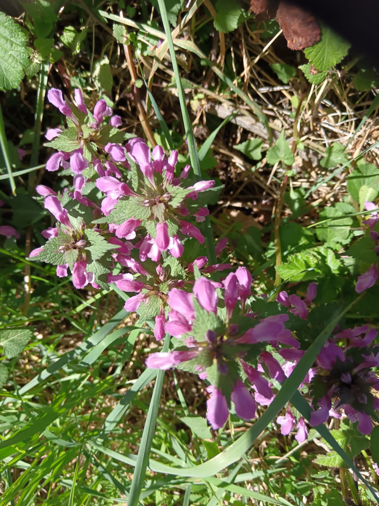 WhatsApp Image 2026 04 08 at 15.38.21