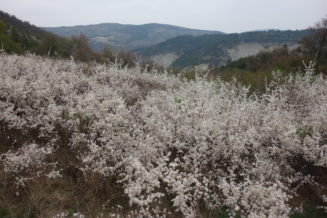 WhatsApp Image 2026 04 119.11.15