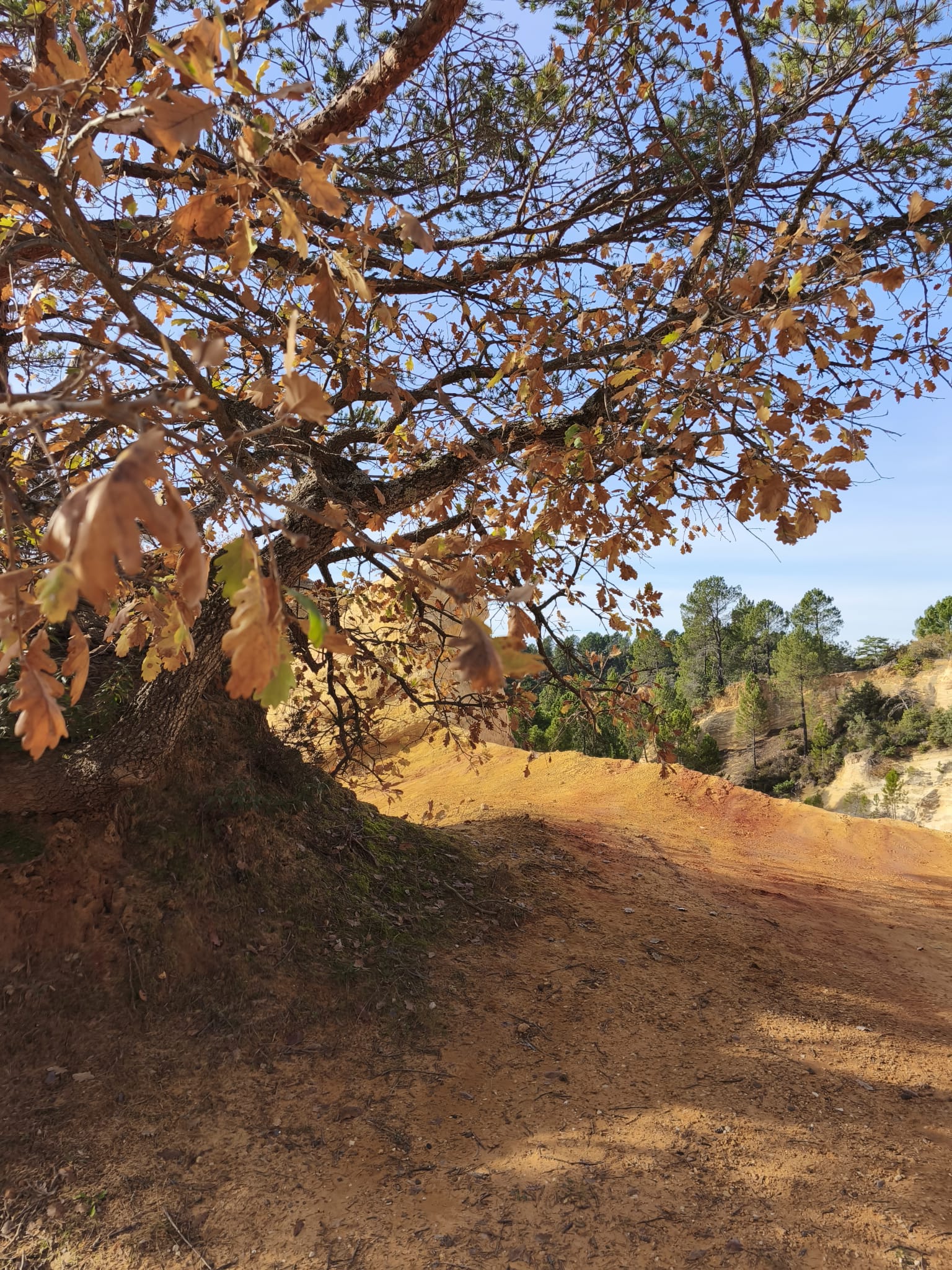 WhatsApp Image 2025 11 24 at 15.06.31